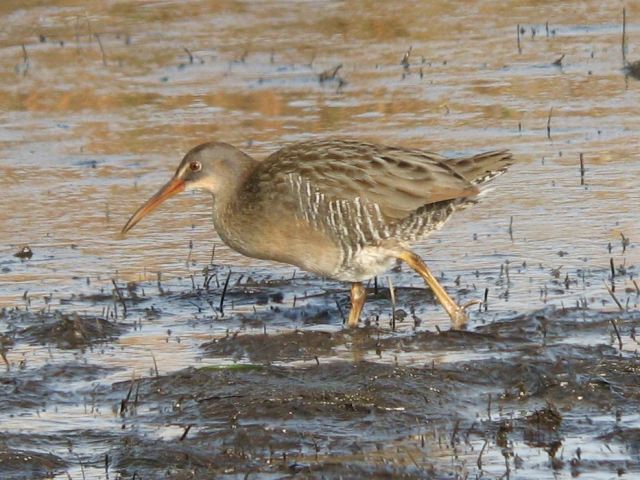 Clapper Rail